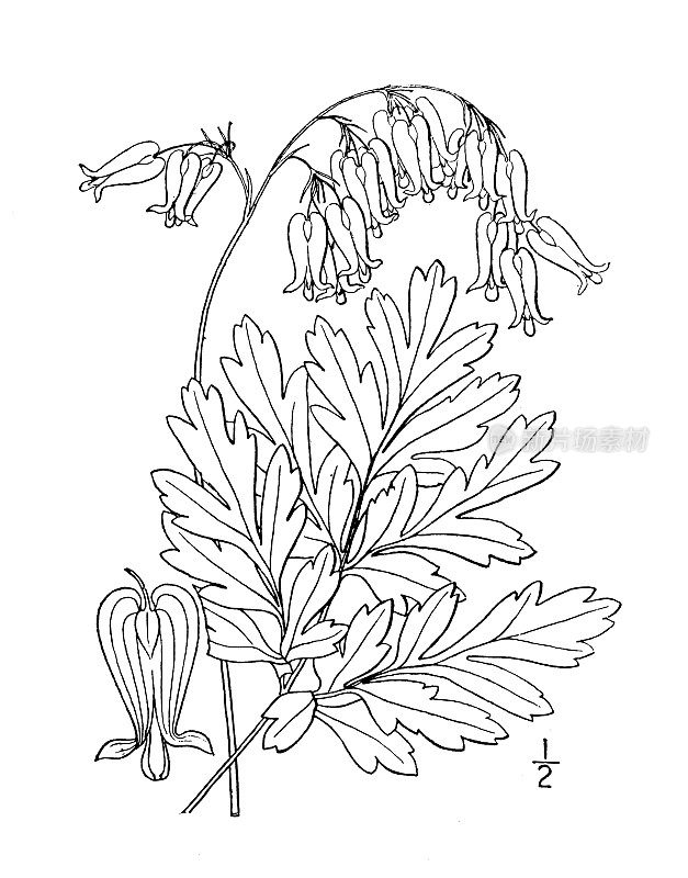 古植物学植物插图:Bicuculla eximia，野的流血的心